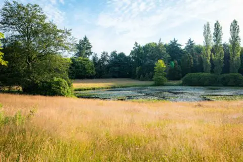 Waterpartij tussen een natuurlijk grasveld en de bomen op het terrein.