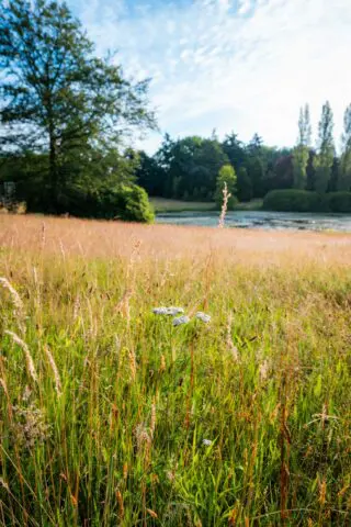 Hoog gras op een open veld, omringd door bomen bij Crematorium Kranenburg.