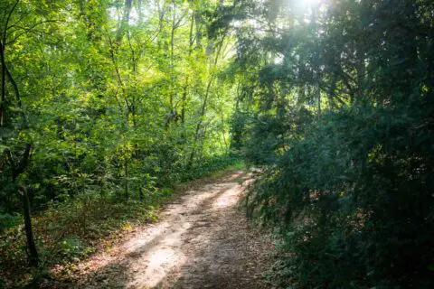 Zonlicht op een wandelpad tussen de bomen bij Crematorium Kranenburg.