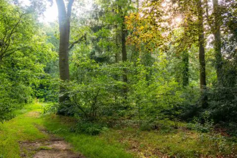 Zonlicht tussen de bomen in het bos op het terrein van Crematorium Kranenburg.