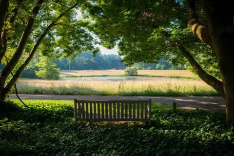 Houten bank onder de bomen met uitzicht over een natuurlijk grasveld.