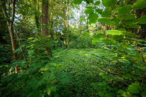 Dichte begroeiing met bomen, struiken en varens in de bostuin.