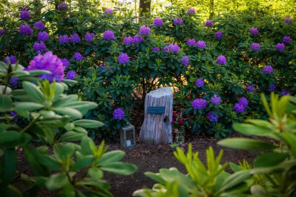 Gedenkbeeld tussen bloeiende paarse rododendrons in de bostuin.